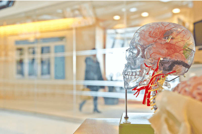 structure of humain head 